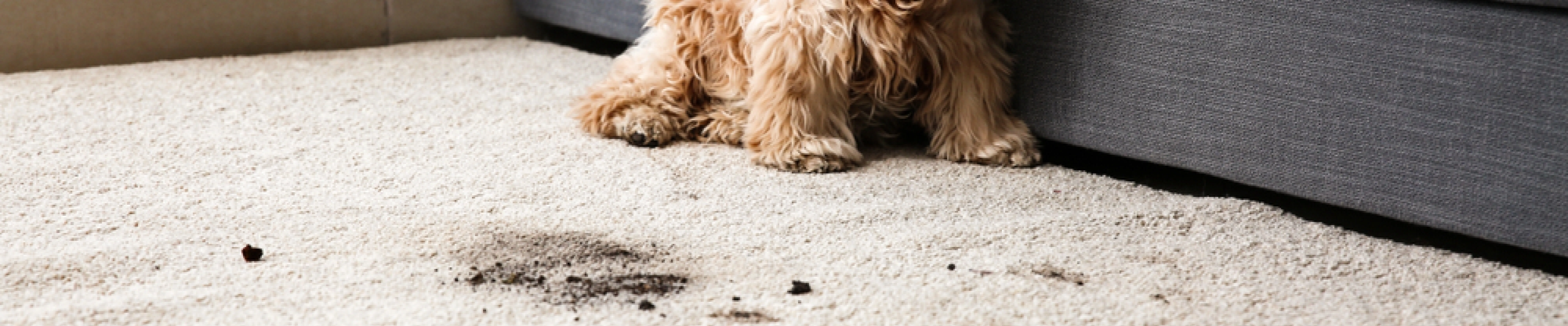 carpet cleaning, carpet cleaners, cleaning services, cleaning services in new jersey, cleaning services in new jersey, carpet cleaning in new jersey, carpet cleaning in new jersey, carpet cleaning new jersey, carpet cleaners in new jersey, carpet cleaners in new jersey, carpet cleaning services, new jersey carpet cleaning, new jersey carpet cleaning, new jersey carpet cleaners, new jersey carpet cleaning services